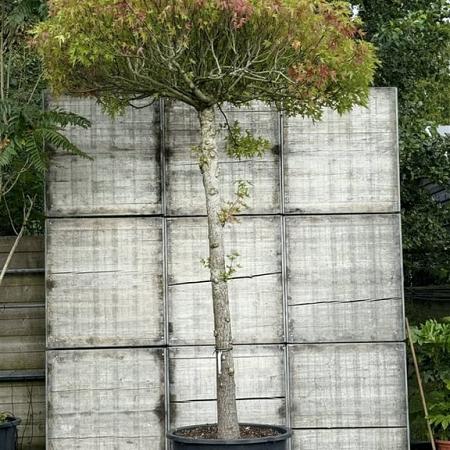 Liquidambar s. 'Worplesdon' (Stamomtrek 35-40 cm) Dakvorm