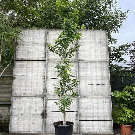 Liquidambar s. 'Worplesdon' 350 - 400 cm Geveerd