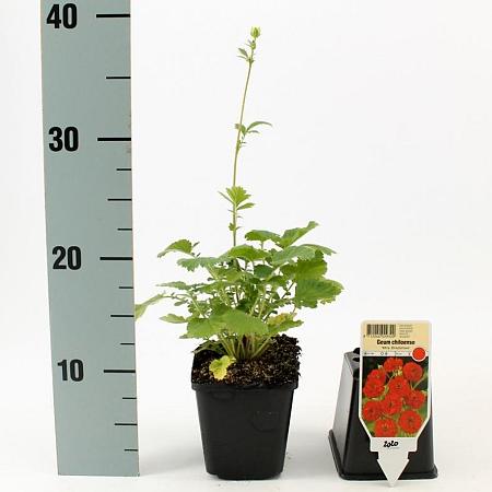 Geum chiloense 'Mrs Bradshaw' Pot 9 cm