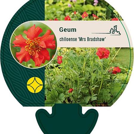 Geum chiloense 'Mrs Bradshaw' Pot 9 cm