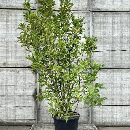 Magnolia 'Betty' Pot 90 Liter 175 - 200 cm