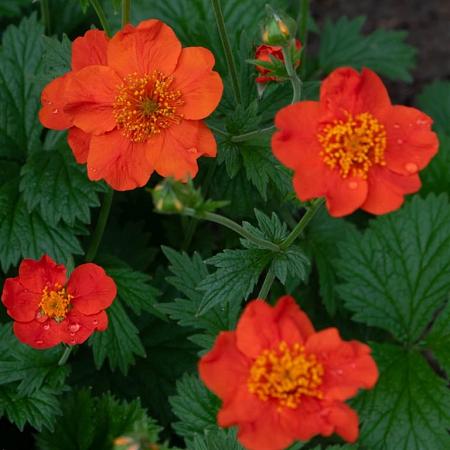 Geum coccineum 'Borisii' Pot 9 cm