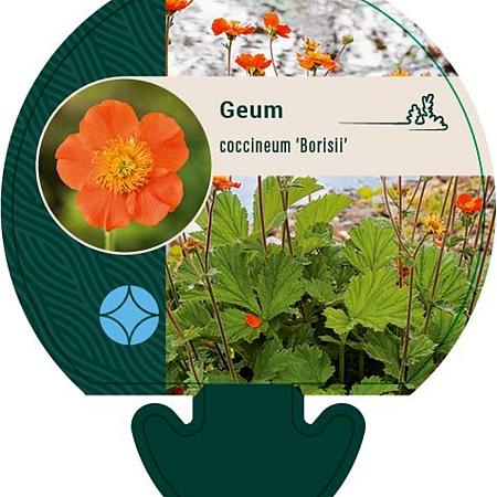 Geum coccineum 'Borisii' Pot 9 cm