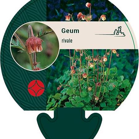 Geum rivale Pot 9 cm