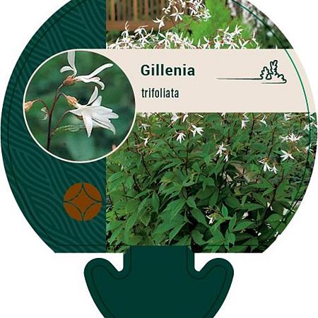 Gillenia trifoliata Pot 9 cm