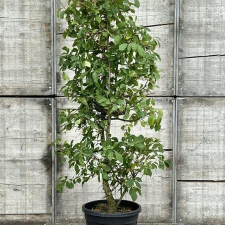 Nyssa sylvatica Pot 50 Liter 175 - 200 cm