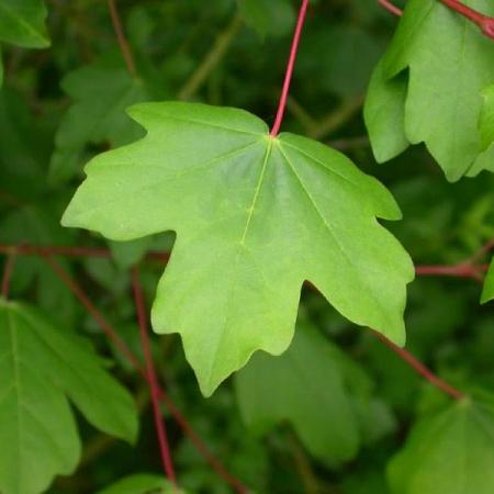 Acer campestre Hoogstam Leivorm