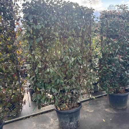 Elaeagnus ebb. 'Compacta' Scherm 160 x 110