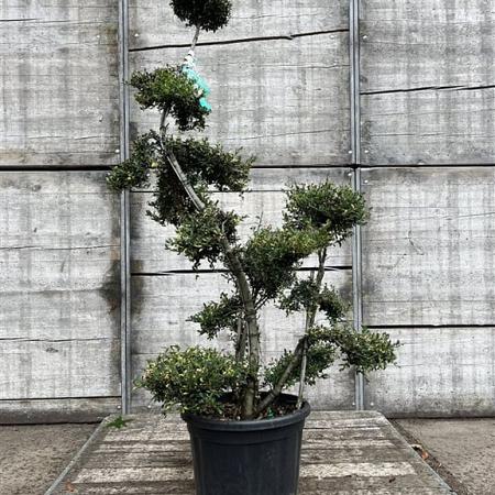 Ilex crenata 'Kimmei' Pot 30 Liter Bonsai