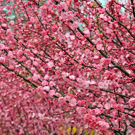 Prunus triloba Pot 7,5 Liter Laagstam