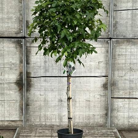 Liquidambar s. 'Gum Ball' Pot 12 liter Stam 100 cm