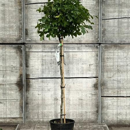 Liquidambar s. 'Gum Ball' Pot 10 liter Stam 120 cm