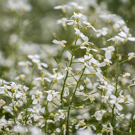 Arabis procurrens 'Glacier' Pot 9 cm