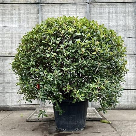 Photinia fraseri 'Red Robin' Bolvorm 125-150 cm