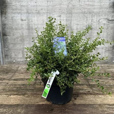 Ceanothus thyrsiflorus repens Pot 5 Liter 