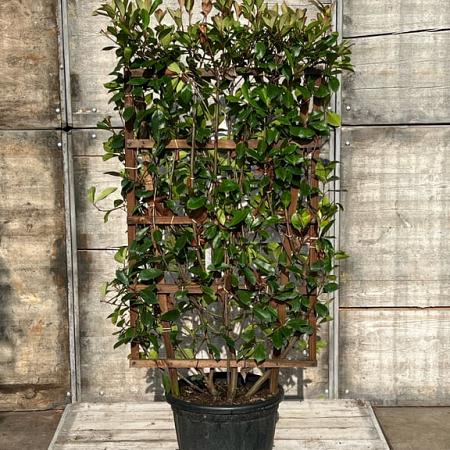 Photinia fraseri 'Red Robin' Scherm 70x110 (BxH)