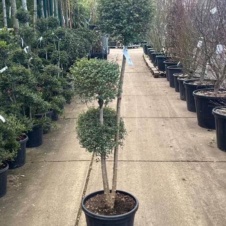 Ligustrum delavayanum Pot 30 Liter 150 - 175 cm Pon-Ponvorm