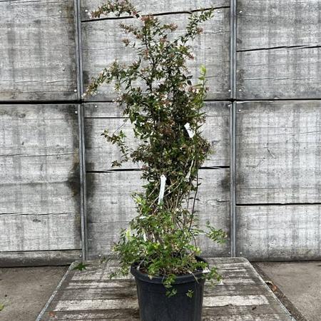 Abelia grandiflora Pot 18 liter 