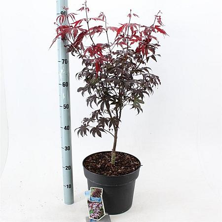 Acer pal. 'Bloodgood' Pot 10 liter 60 - 80 cm