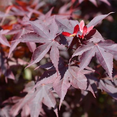 Acer pal. 'Bloodgood' Pot 10 liter 60 - 80 cm