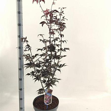 Acer pal. 'Bloodgood' Pot 10 liter 60 - 80 cm