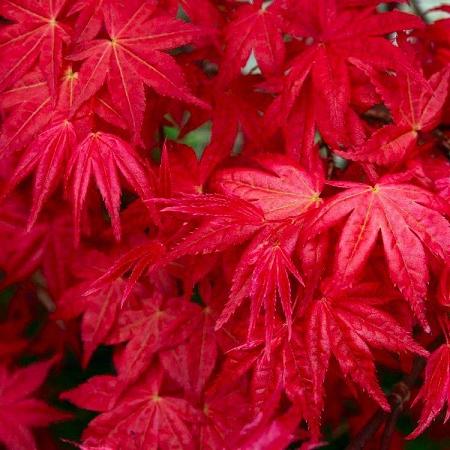 Acer pal. 'Deshojo' Pot 7,5 Liter 100 - 125 cm