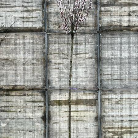 Prunus cer. 'Pissardii' Hoogstam (Stamomtrek 10-12 cm)