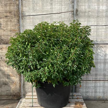 Prunus l. 'Angustifolia' Bolvorm 100-125 cm
