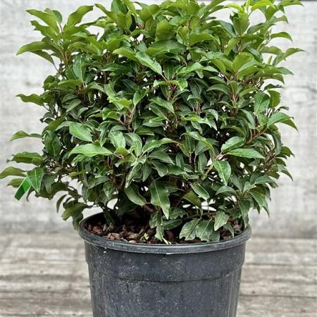 Prunus l. 'Angustifolia' Bolvorm 40-50 cm