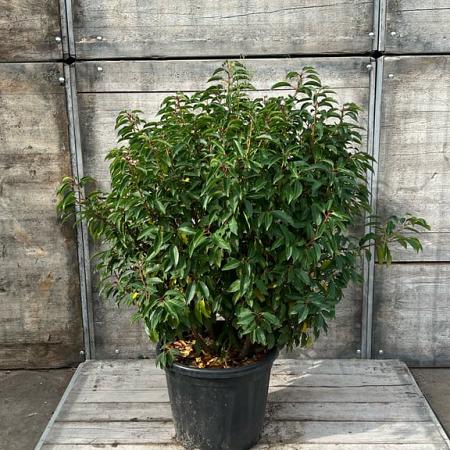 Prunus l. 'Angustifolia' Bolvorm 80-90cm