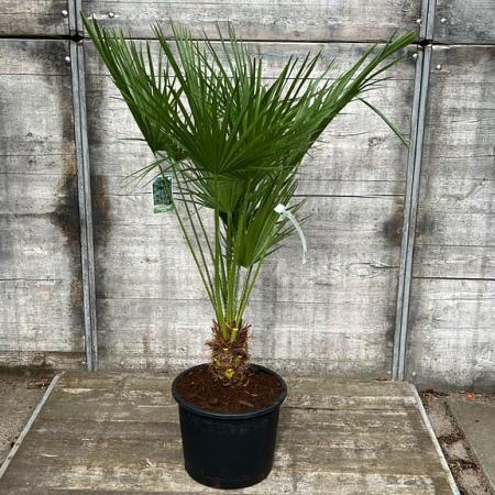 Chamaerops humilis Pot 15 liter 