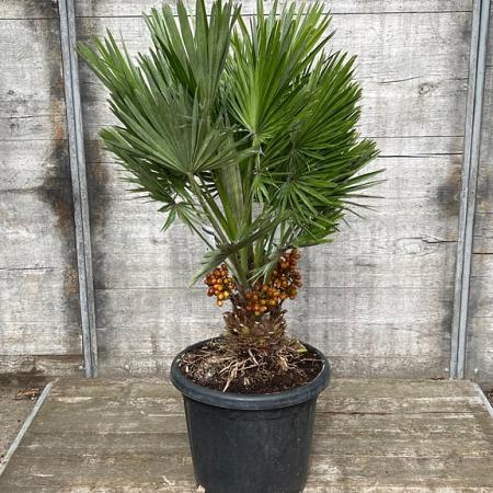 Chamaerops humilis 'Vulcano' Pot 30 Liter 