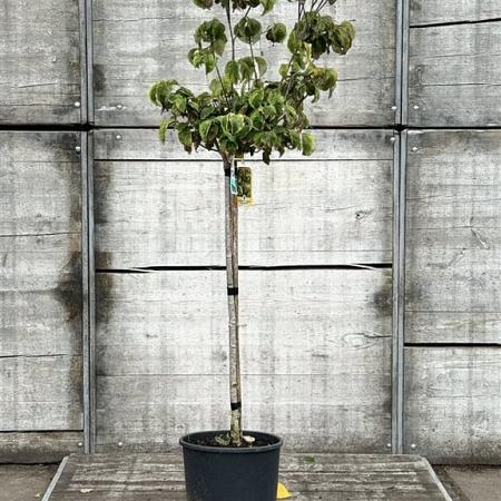 Cornus fl. Cherokee Daybreak Pot 18 liter Halfstam