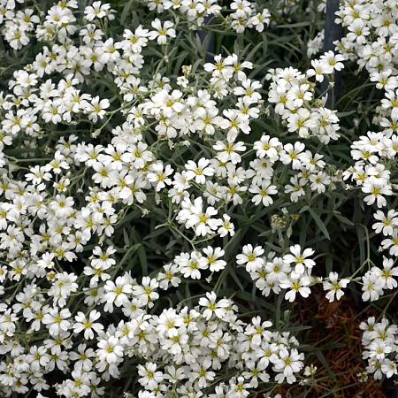 Gypsophila repens 'Alba' Pot 9 cm