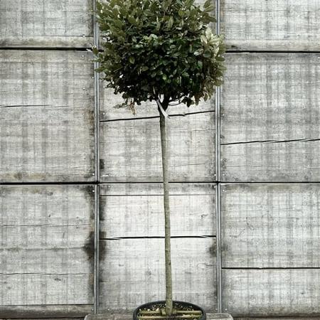 Elaeagnus ebb. 'Compacta' Pot 25 Liter stam 150 cm