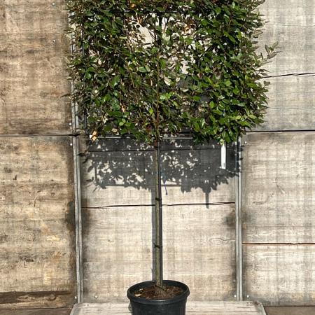 Elaeagnus ebb. 'Compacta' Stam 100 cm Leivorm 120x100 (BxH)  ijzer frame