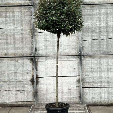 Elaeagnus ebb. 'Compacta' Pot 50 Liter stam 150 cm (Stamomtrek 12-14 cm)