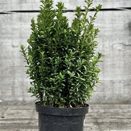 Euonymus jap. 'Green Spire' Pot 7,5 Liter 40 - 50 cm