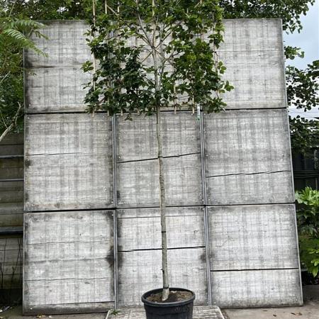 Fagus sylvatica Pot 90 Liter Stam 180 cm (Stamomtr.12-14) Leivorm 150x120 (BxH) 