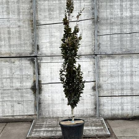 Fagus syl. 'Dawyck Purple' Pot 30 Liter 200 - 250 cm