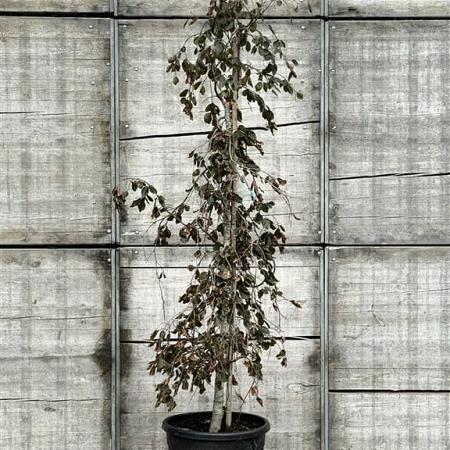 Fagus syl. 'Purple Fountain' Pot 50 Liter 200 - 250 cm