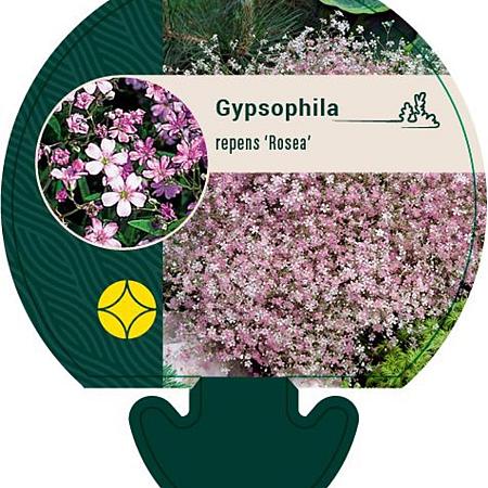 Gypsophila repens 'Rosea' Pot 9 cm
