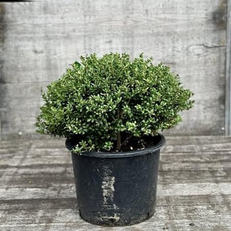 Ilex crenata 'Convexa' Bolvorm 40-50 cm
