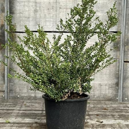 Ilex crenata 'Convexa' Pot 15 liter 60 - 80 cm
