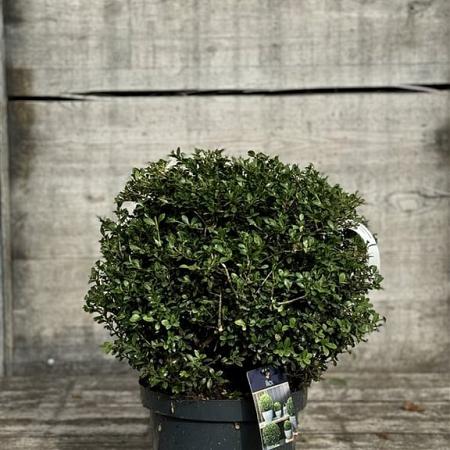 Ilex crenata 'Green Glory' Pot 12 liter 40 - 50 cm Bolvorm