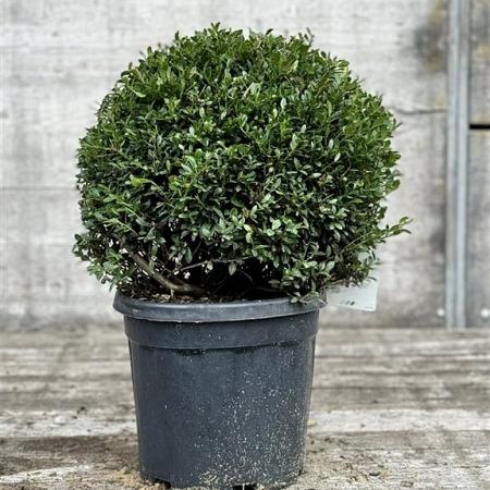 Ilex crenata 'Stokes' Pot 10 liter Bolvorm 30-40 cm