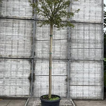 Lagerstroemia indica Hoogstam (Stamomtrek 12-14 cm)