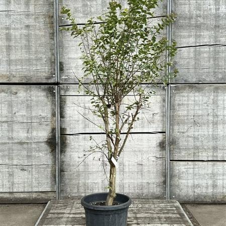 Lagerstroemia indica Pot 25 Liter 150 - 175 cm