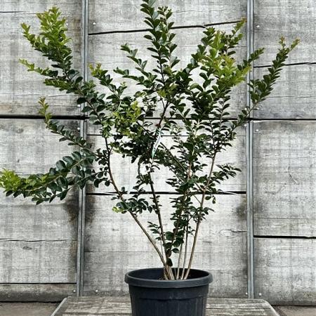 Lagerstroemia 'Sioux' Pot 35 Liter 125 - 150 cm