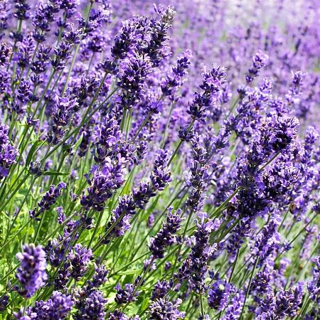Lavandula angustifolia Pot 9 cm